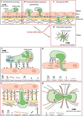 Nuclear Deformation During Neutrophil Migration at Sites of Inflammation